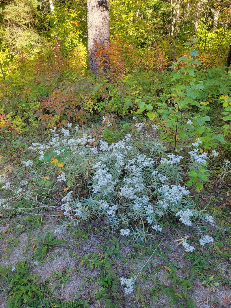 Anaphalis margaritacea subsp. margaritacea photo 7