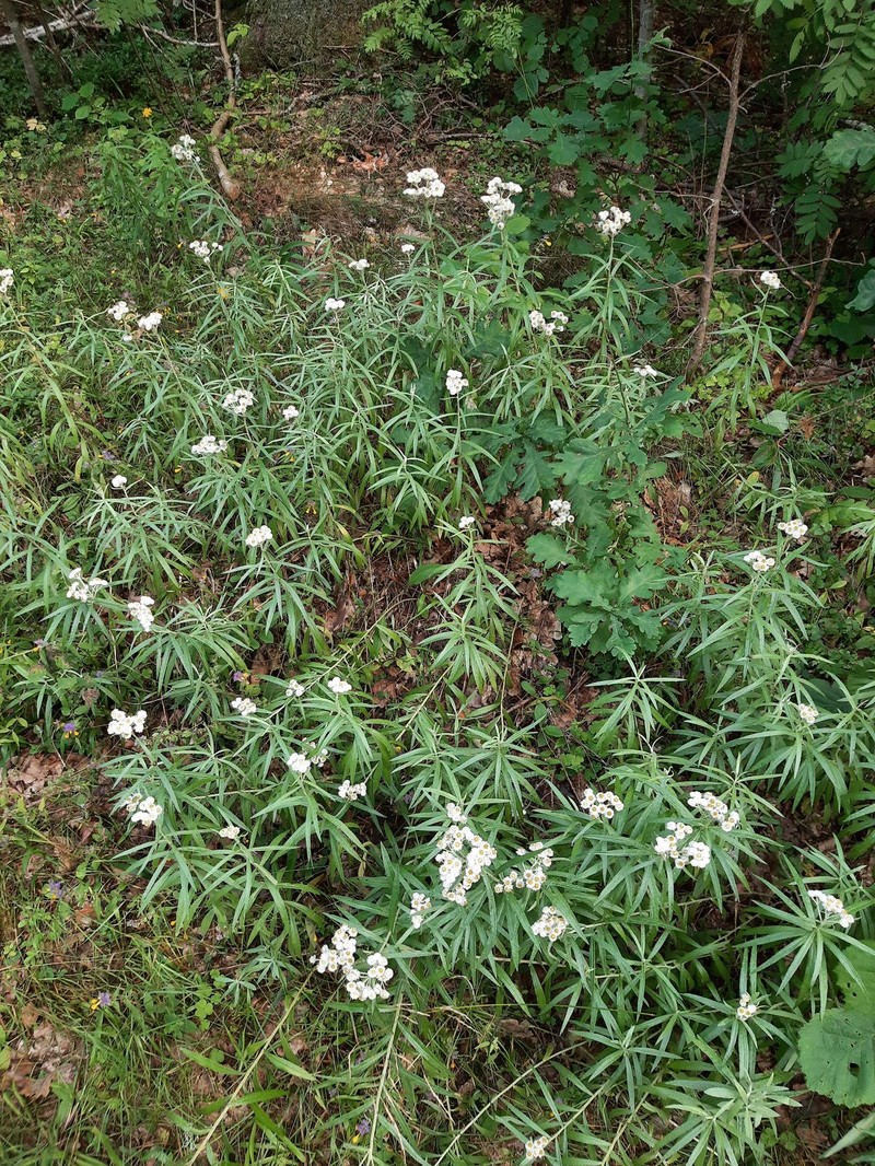 Anaphalis margaritacea subsp. margaritacea photo 8