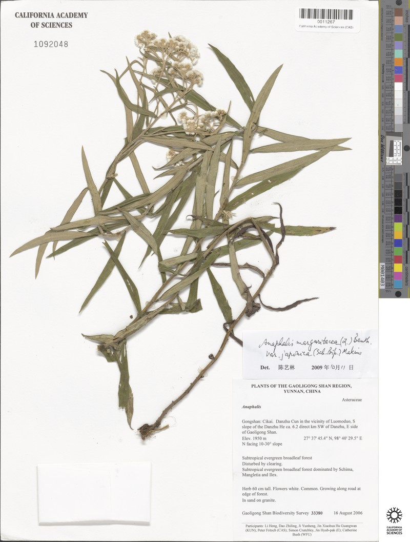Anaphalis margaritacea var. angustifolia