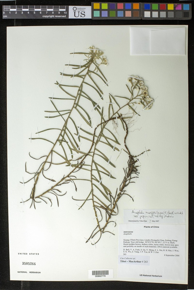 Anaphalis margaritacea var. angustifolia photo 2