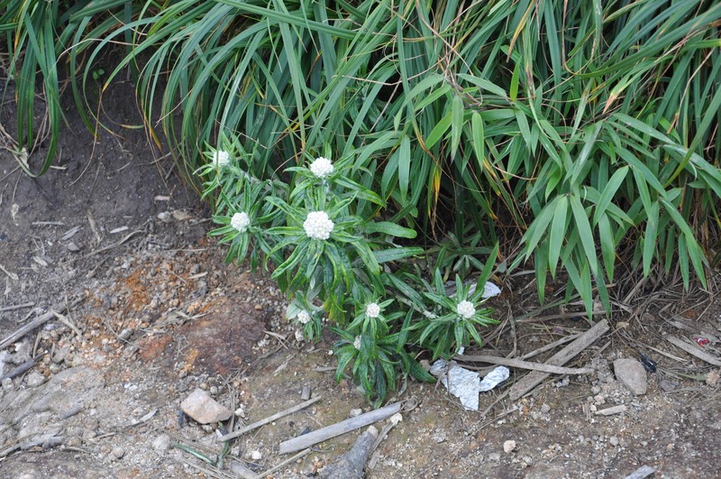 Anaphalis margaritacea var. cinnamomea
