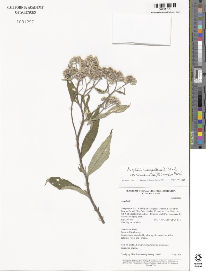 Anaphalis margaritacea var. cinnamomea photo 2