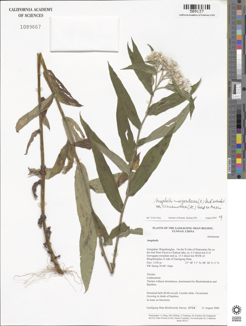 Anaphalis margaritacea var. cinnamomea photo 3