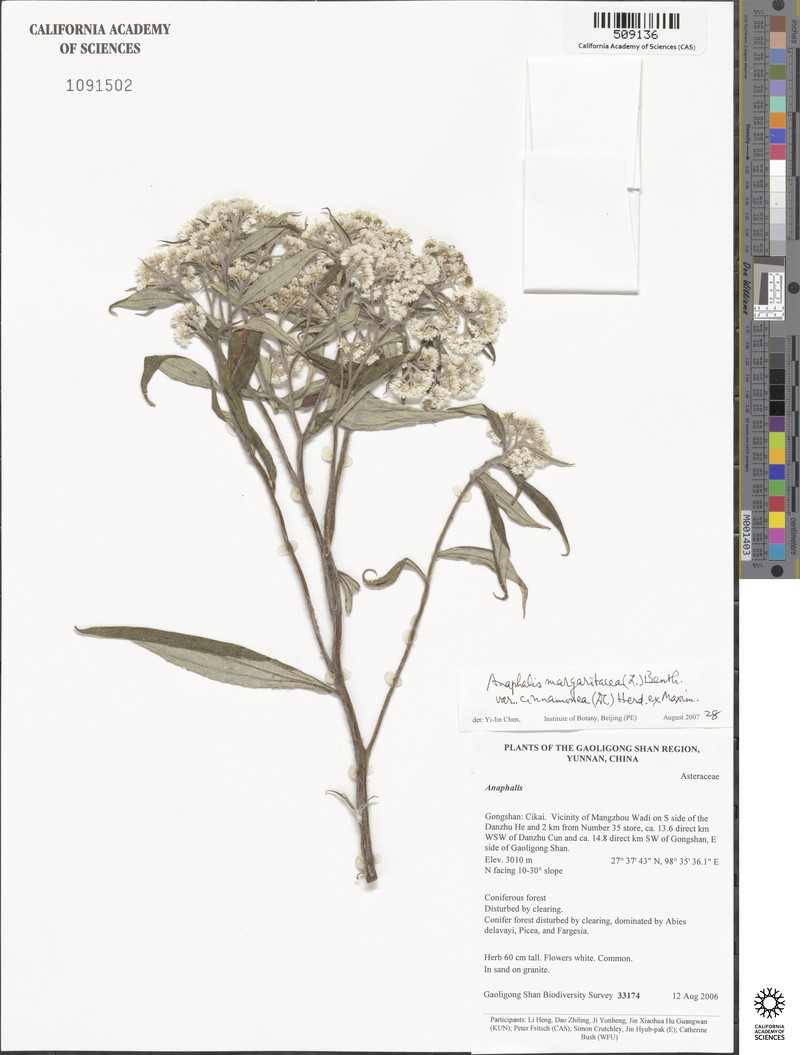 Anaphalis margaritacea var. cinnamomea photo 4