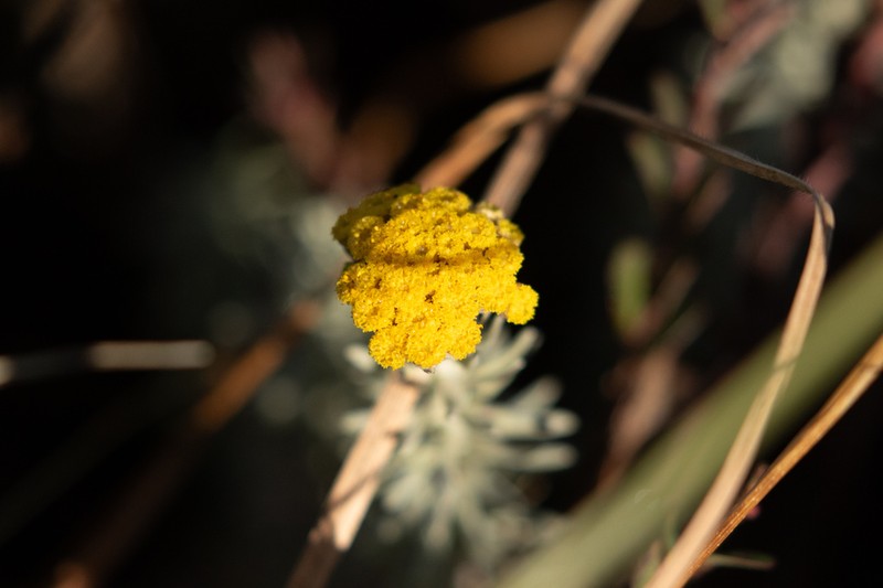 Anaphalis meeboldii photo 2