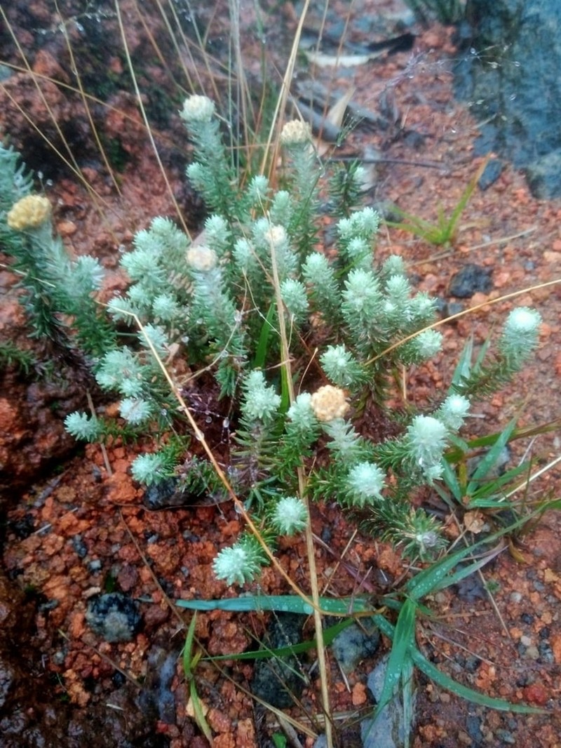 Anaphalis meeboldii photo 3