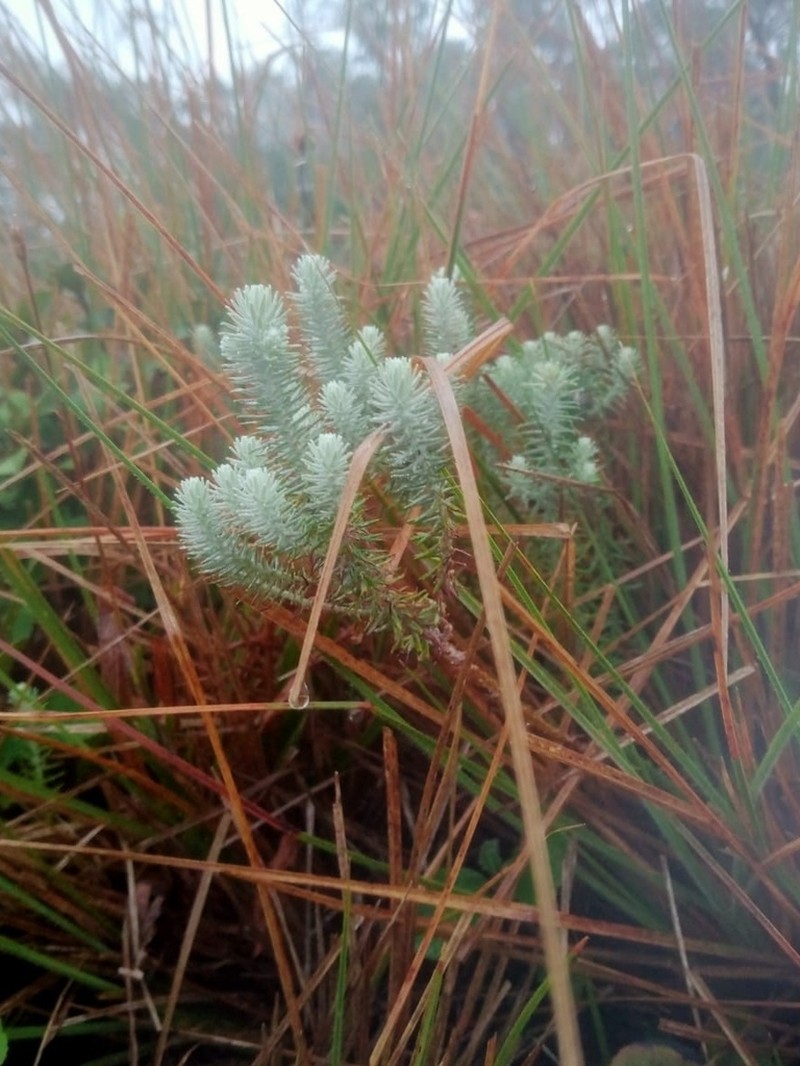 Anaphalis meeboldii photo 4
