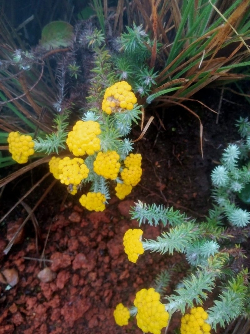 Anaphalis meeboldii photo 6