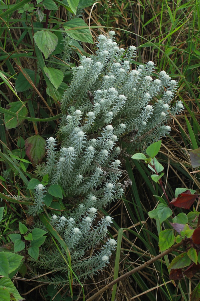 Anaphalis meeboldii photo 8