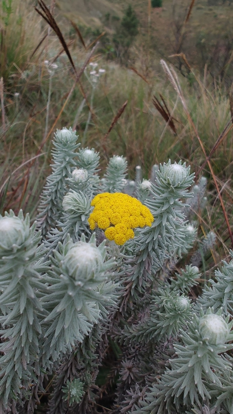 Anaphalis meeboldii