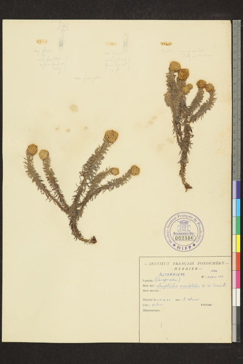 Anaphalis meeboldii photo 2