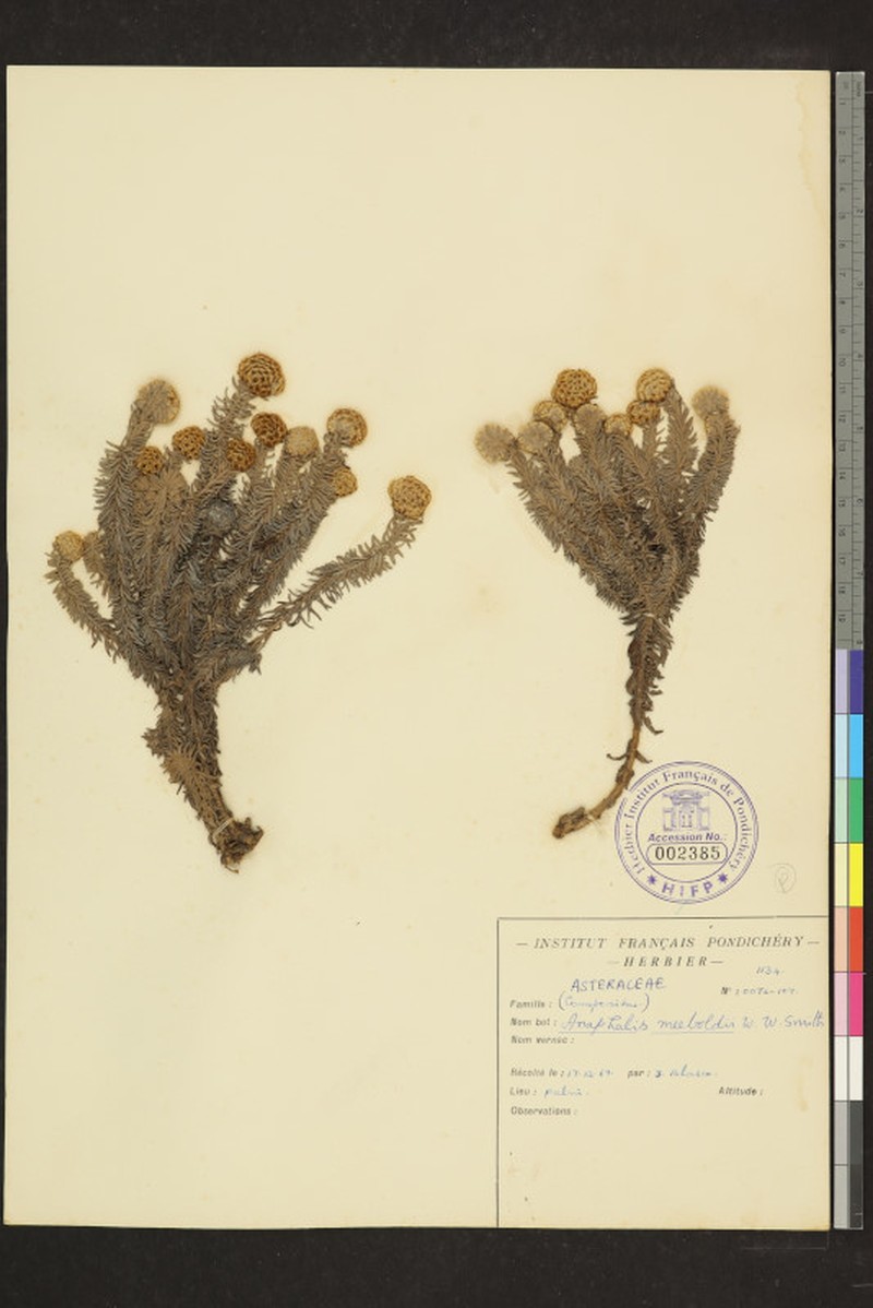 Anaphalis meeboldii photo 3