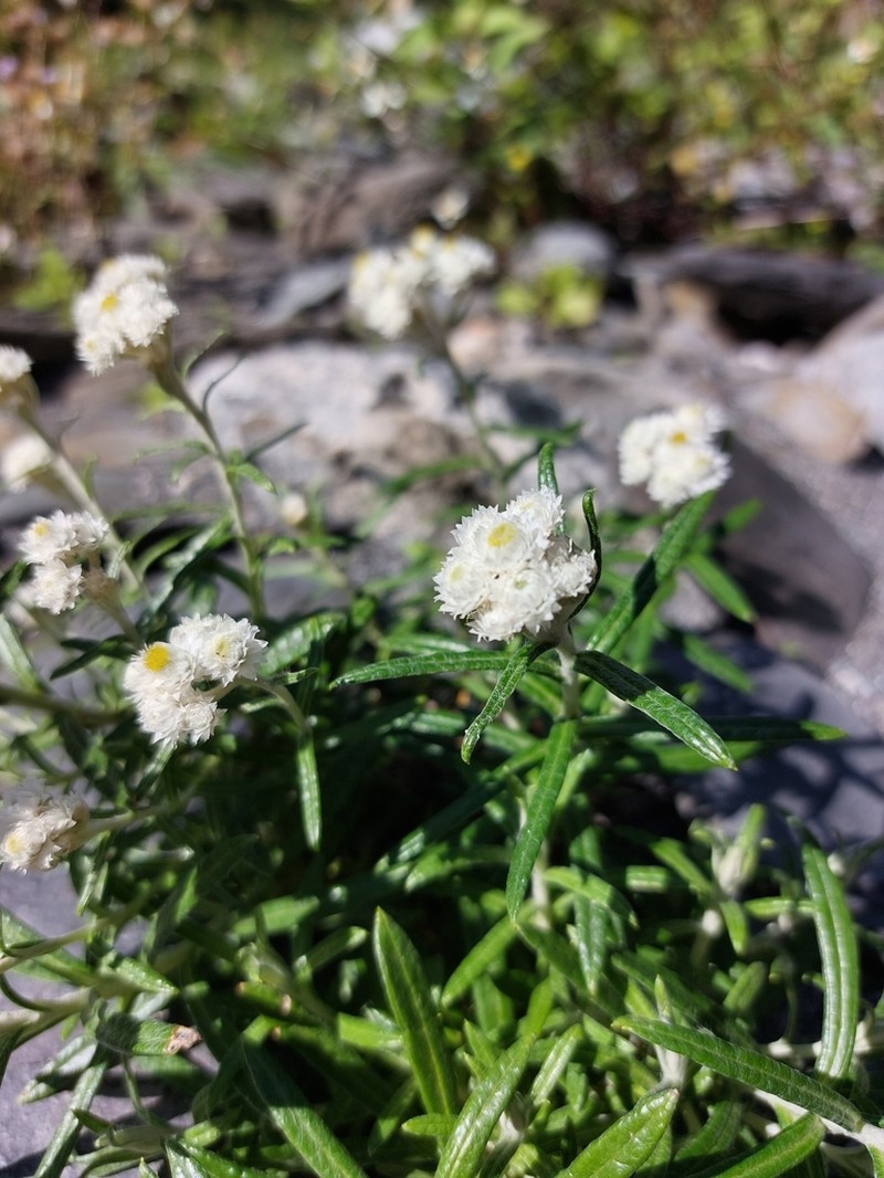 Anaphalis morrisonicola