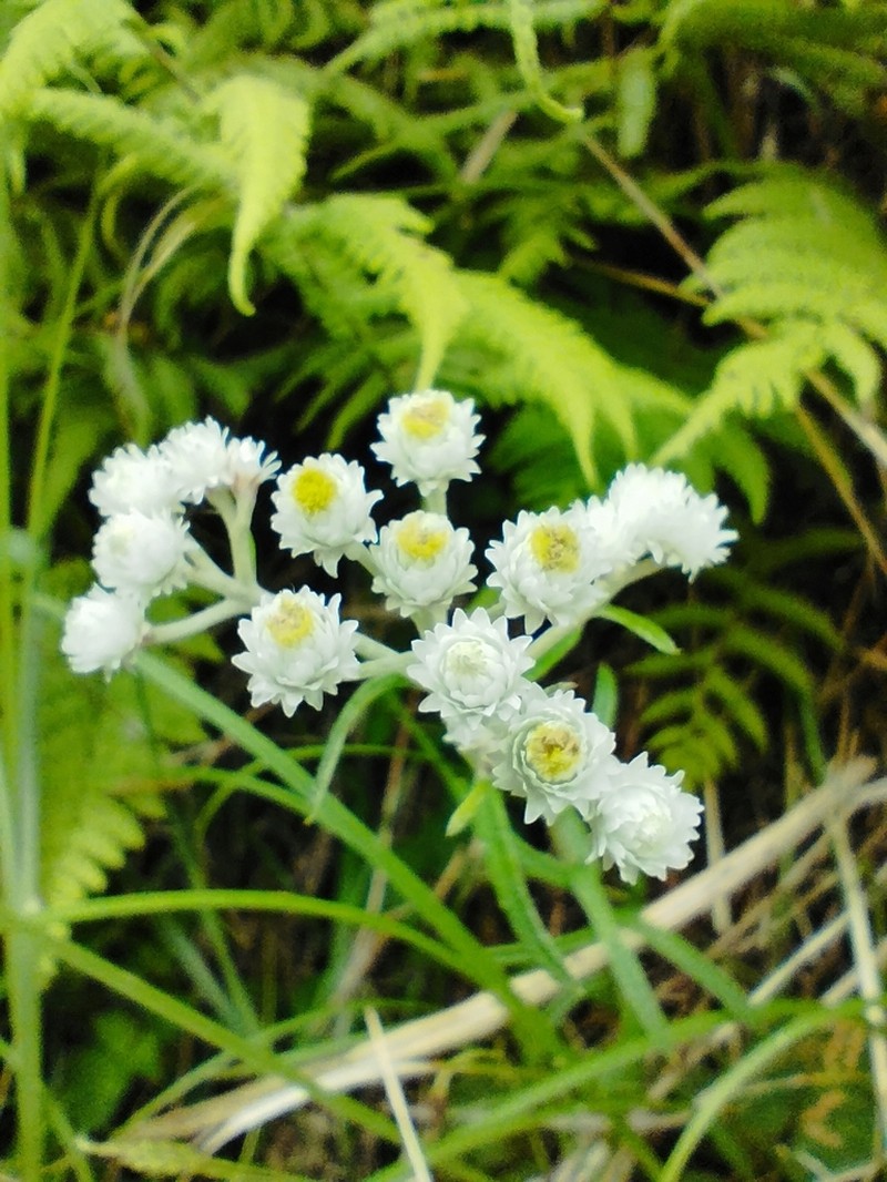Anaphalis morrisonicola photo 2