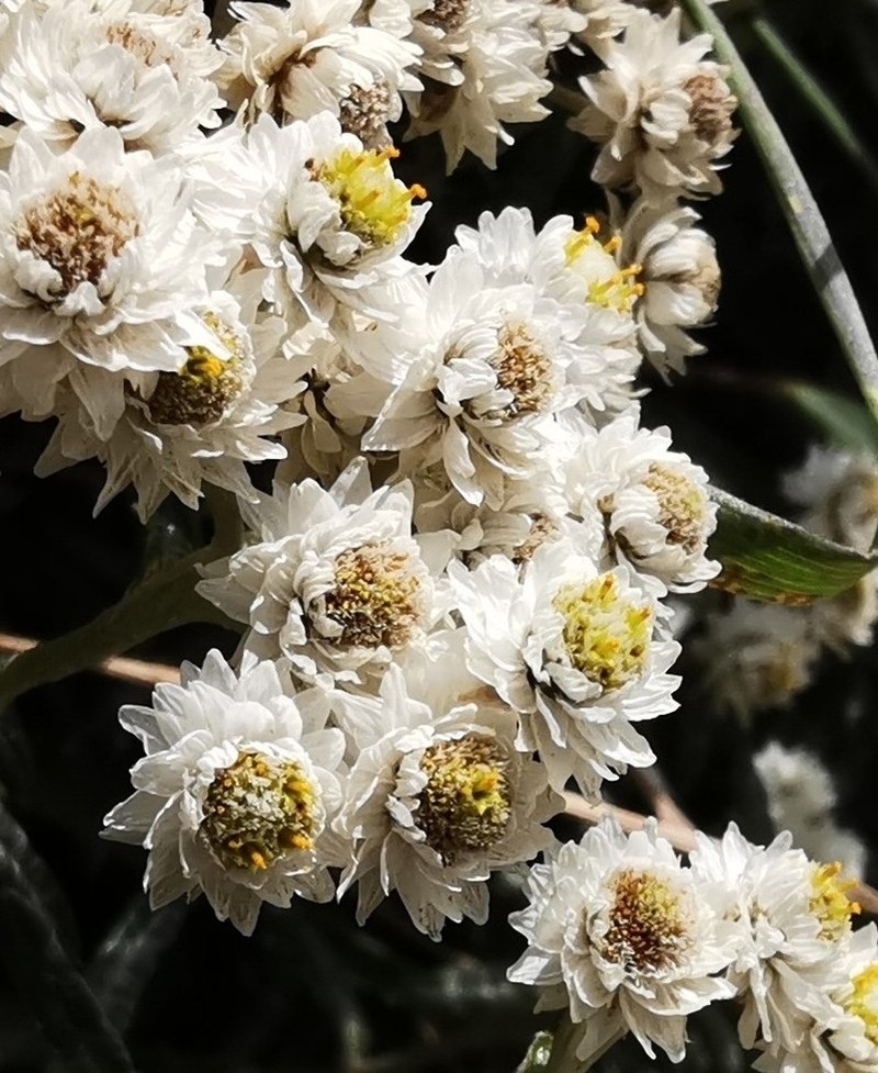 Anaphalis morrisonicola photo 3