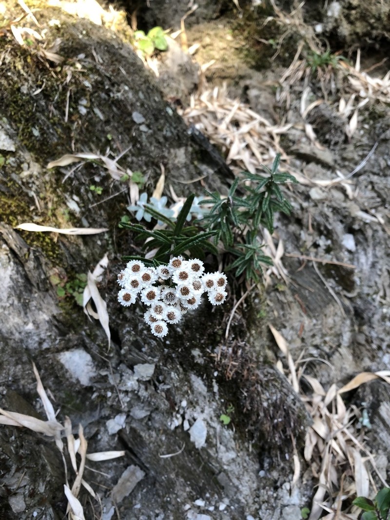 Anaphalis morrisonicola photo 4