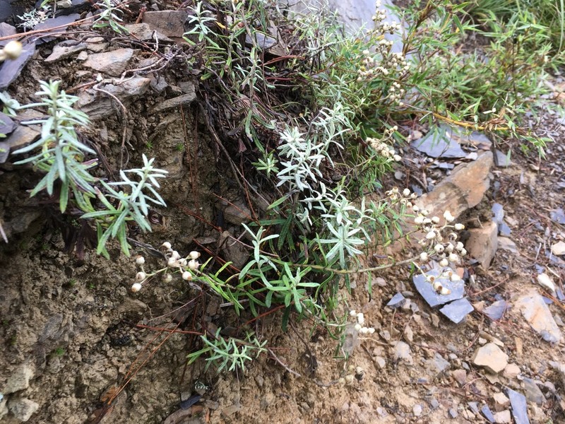 Anaphalis morrisonicola photo 5