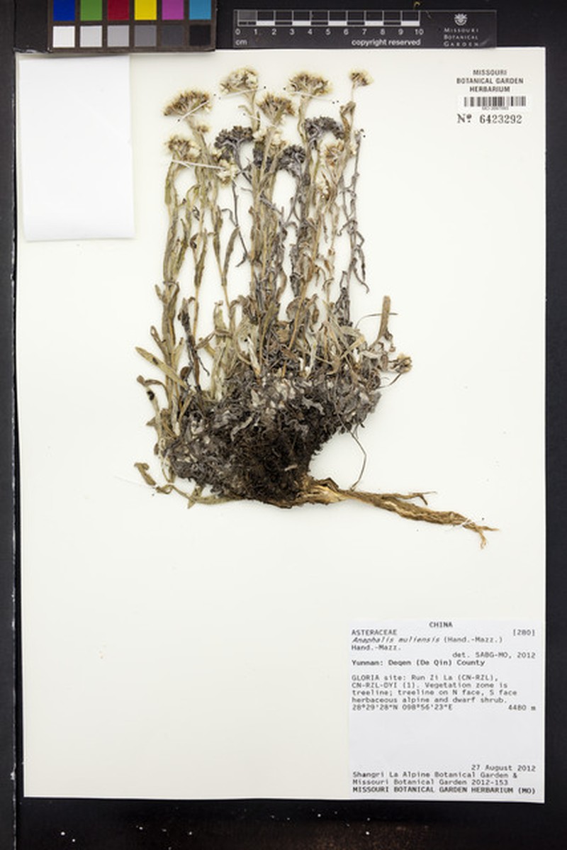 Anaphalis muliensis