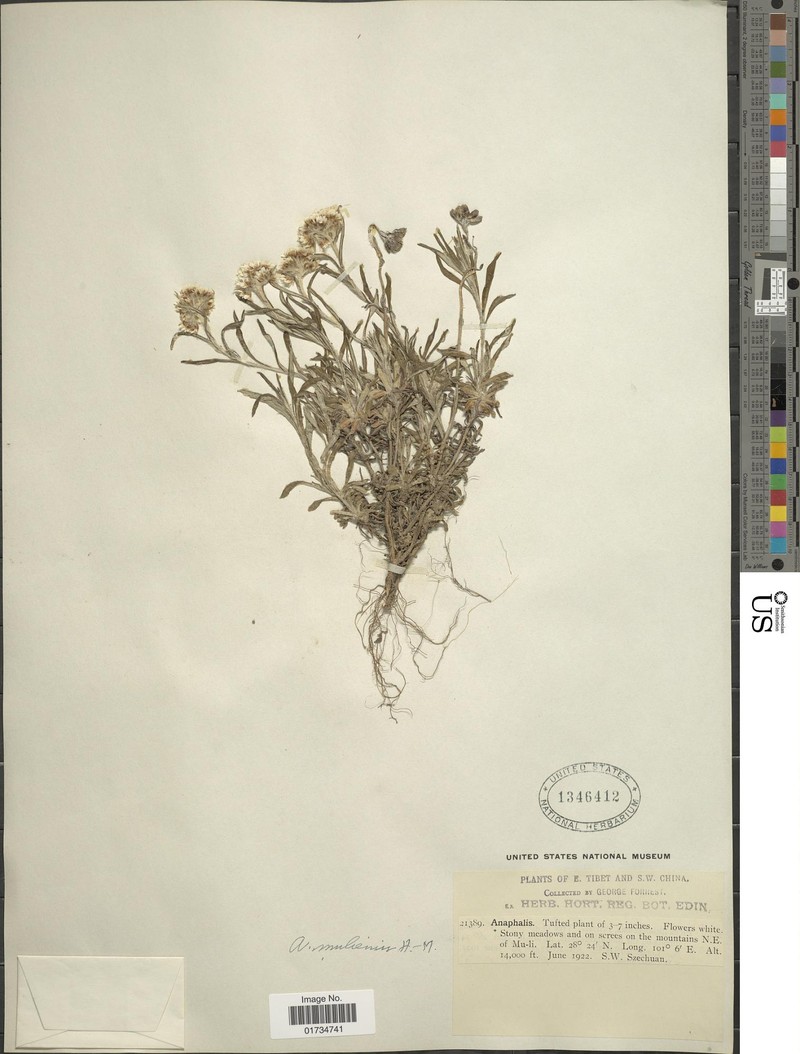 Anaphalis muliensis photo 2