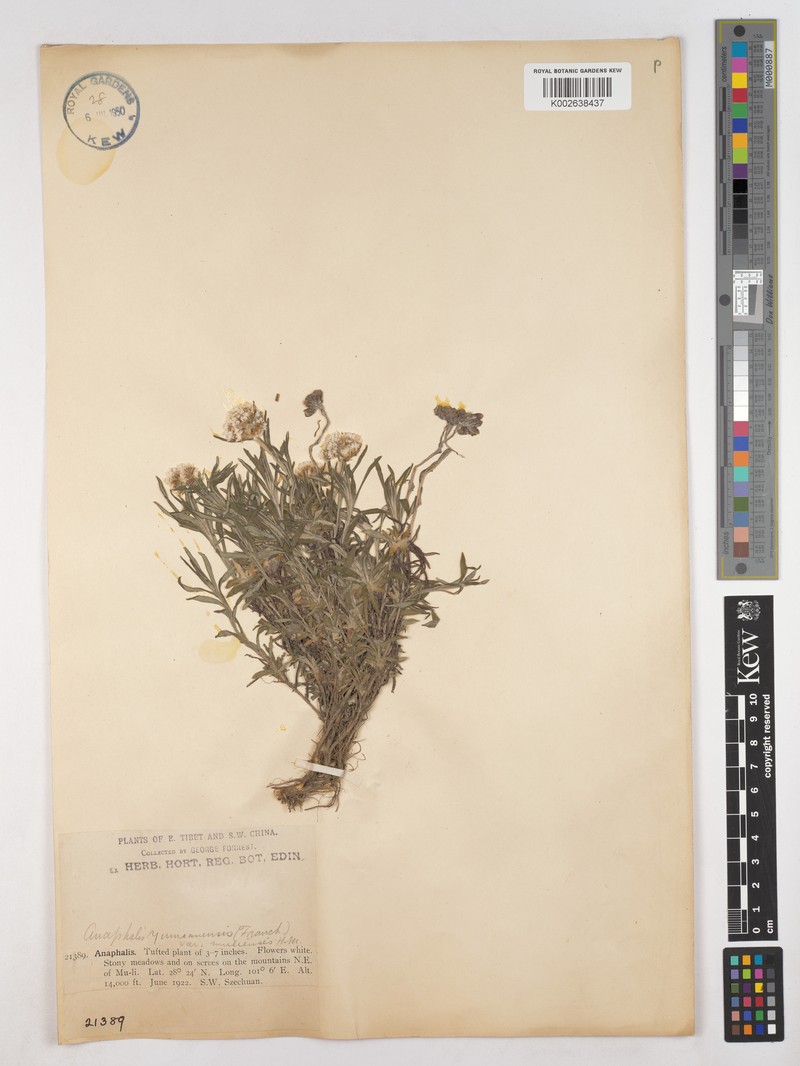 Anaphalis muliensis photo 3