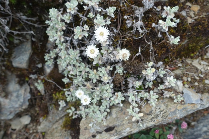 Anaphalis nagasawae photo 2