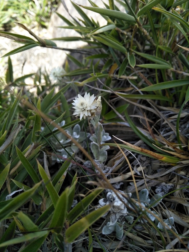 Anaphalis nagasawae photo 5