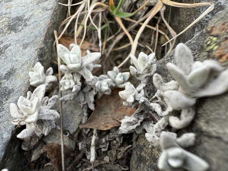 Anaphalis nagasawae photo 6