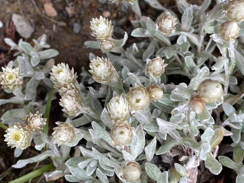 Anaphalis nagasawae photo 8
