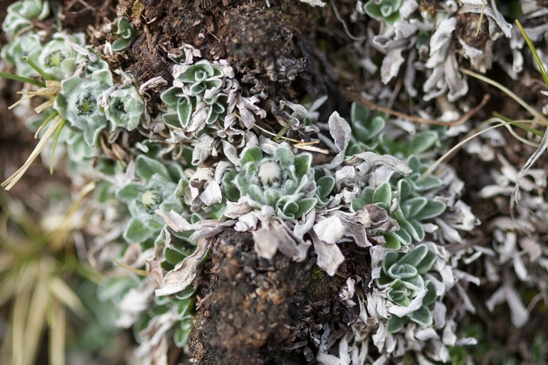 Anaphalis nepalensis