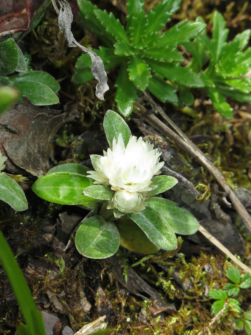 Anaphalis nepalensis photo 2