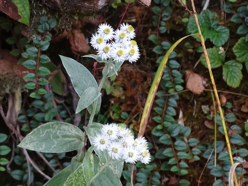 Anaphalis nepalensis photo 3