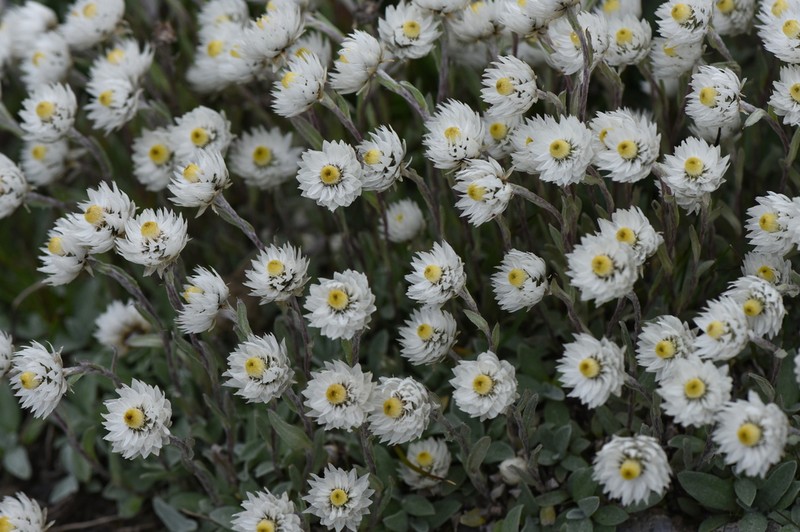 Anaphalis nepalensis photo 4