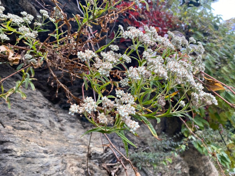 Anaphalis nepalensis photo 5