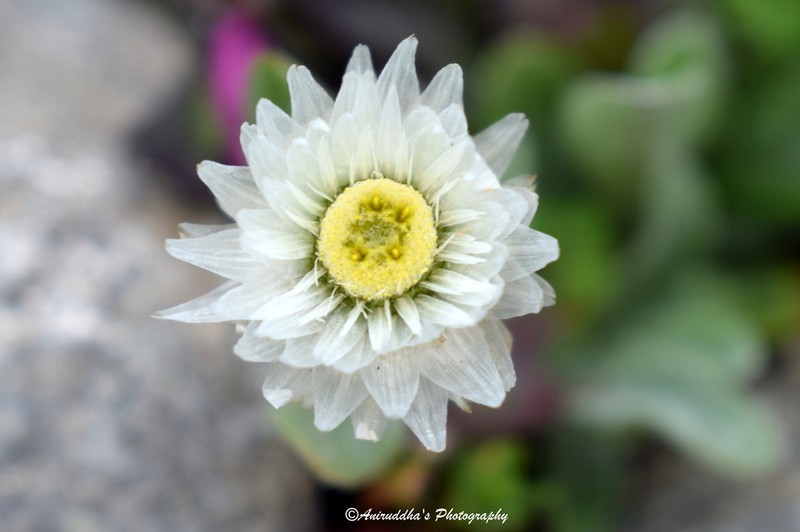 Anaphalis nepalensis photo 6