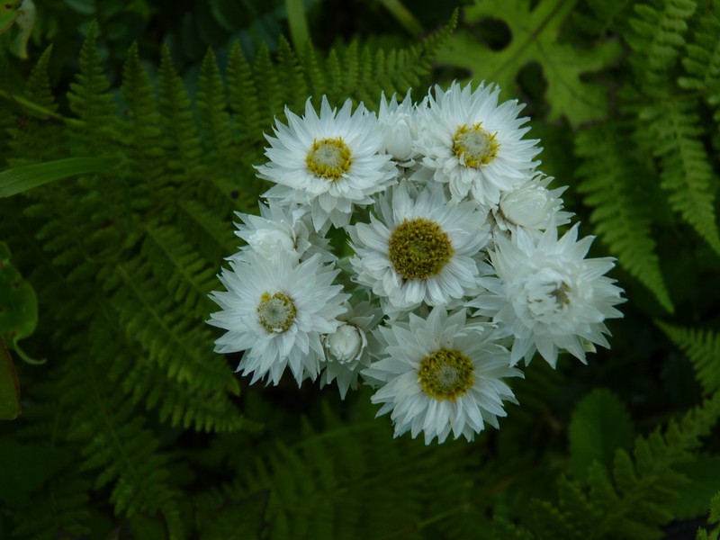 Anaphalis nepalensis photo 7