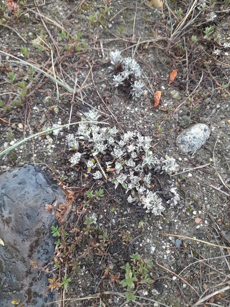Anaphalis nepalensis photo 8