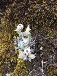 Anaphalis nepalensis