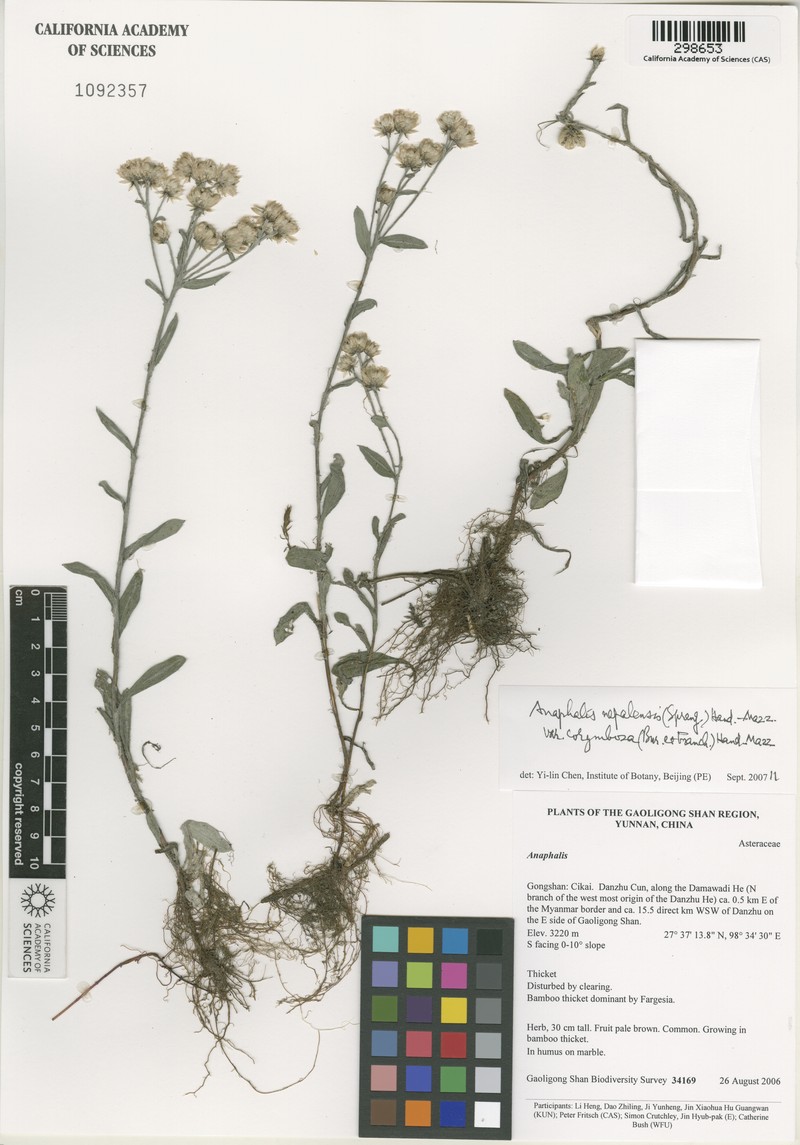 Anaphalis nepalensis var. corymbosa
