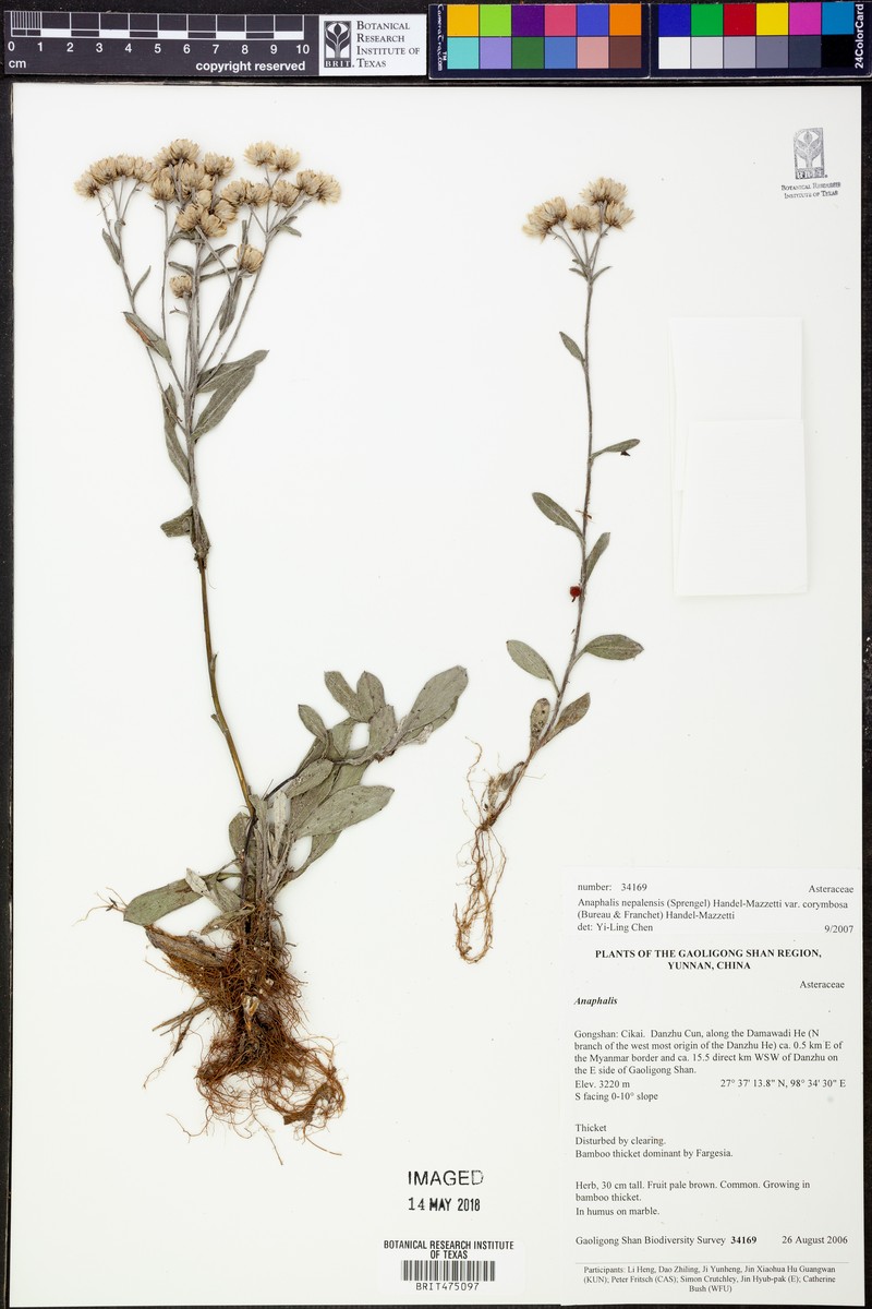 Anaphalis nepalensis var. corymbosa photo 2