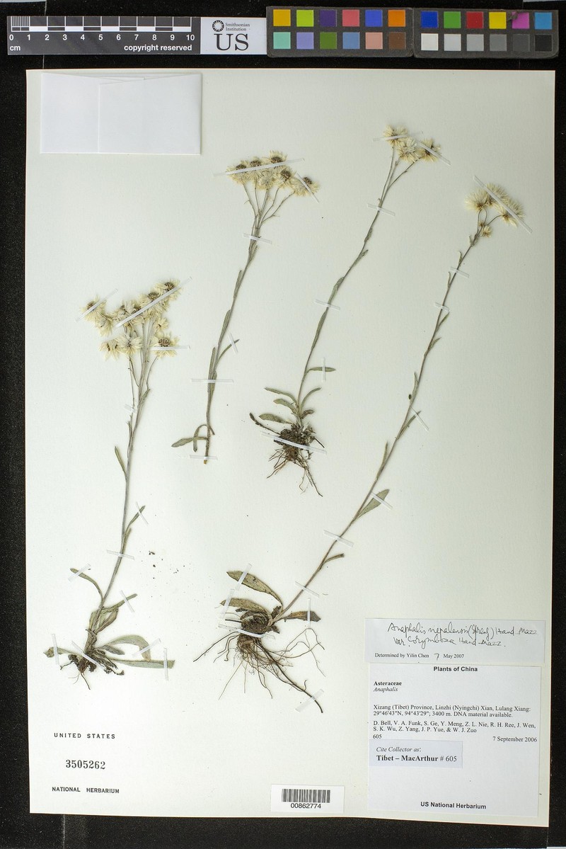 Anaphalis nepalensis var. corymbosa photo 3