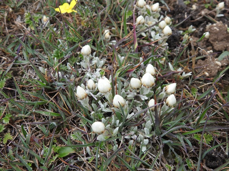 Anaphalis nepalensis var. monocephala