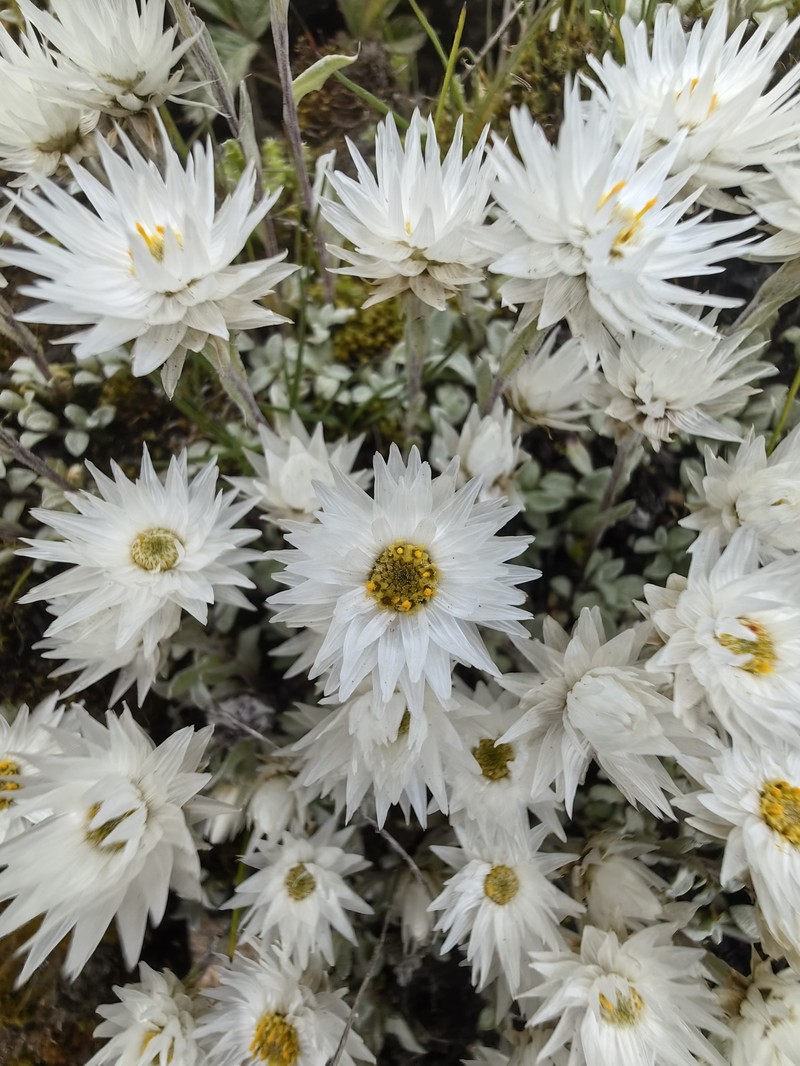 Anaphalis nepalensis var. monocephala photo 2