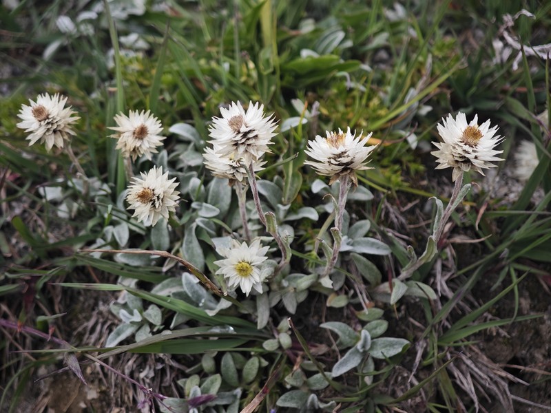 Anaphalis nepalensis var. monocephala photo 3