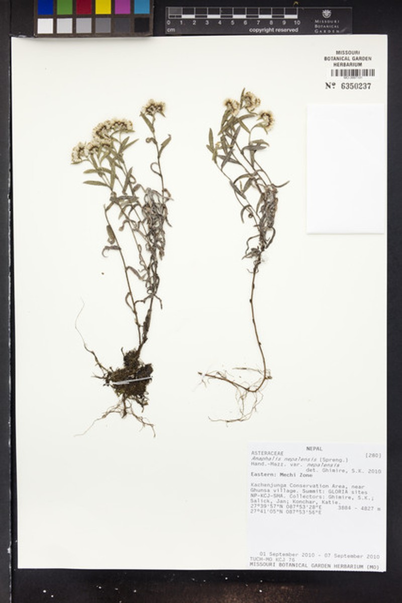 Anaphalis nepalensis var. nepalensis