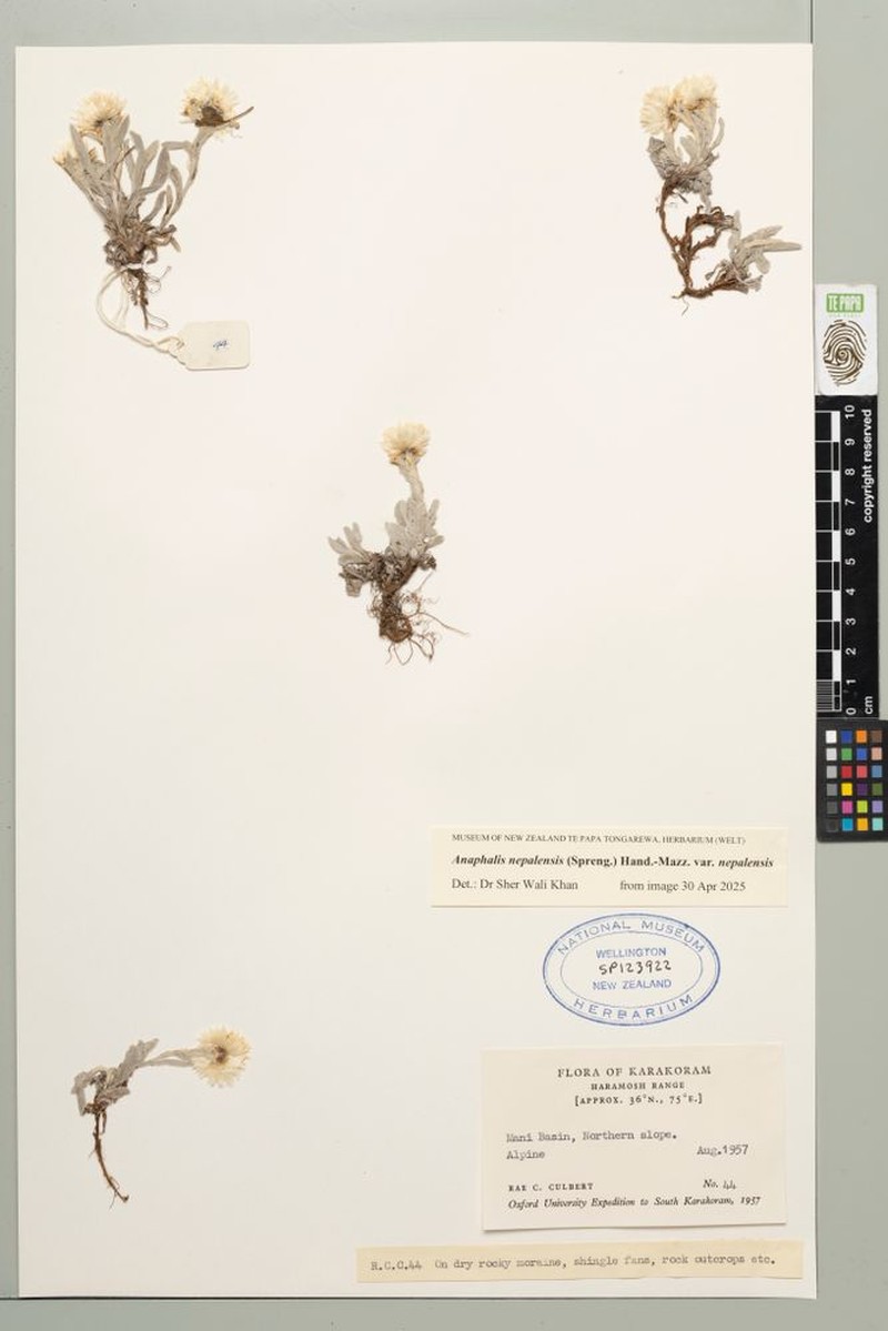 Anaphalis nepalensis var. nepalensis photo 3