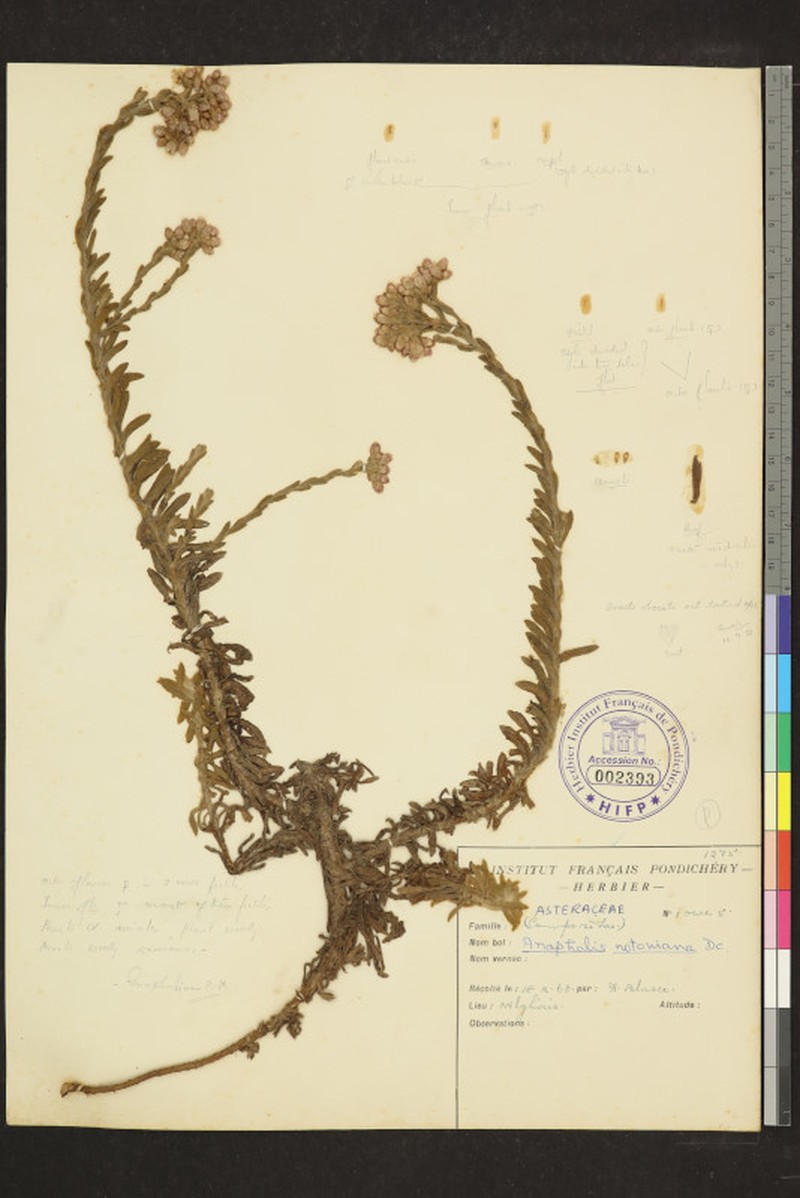 Anaphalis notoniana