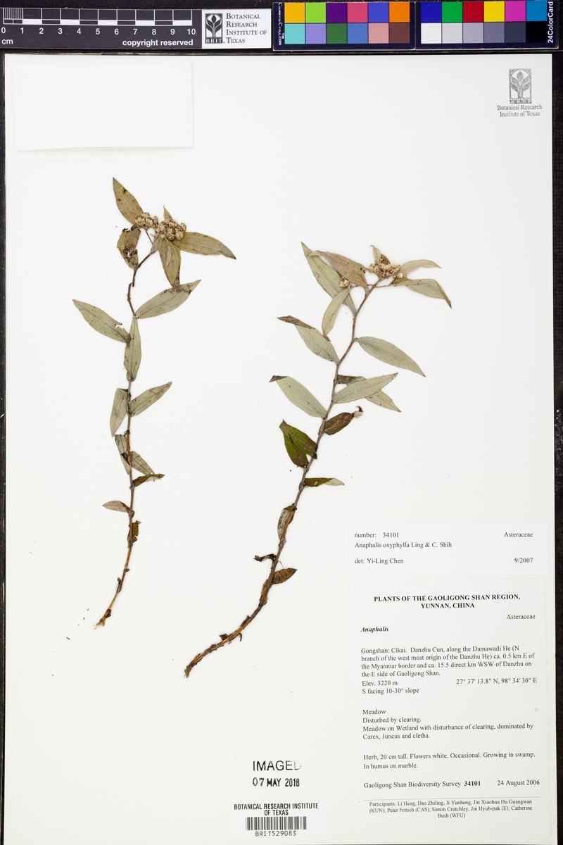 Anaphalis oxyphylla photo 4