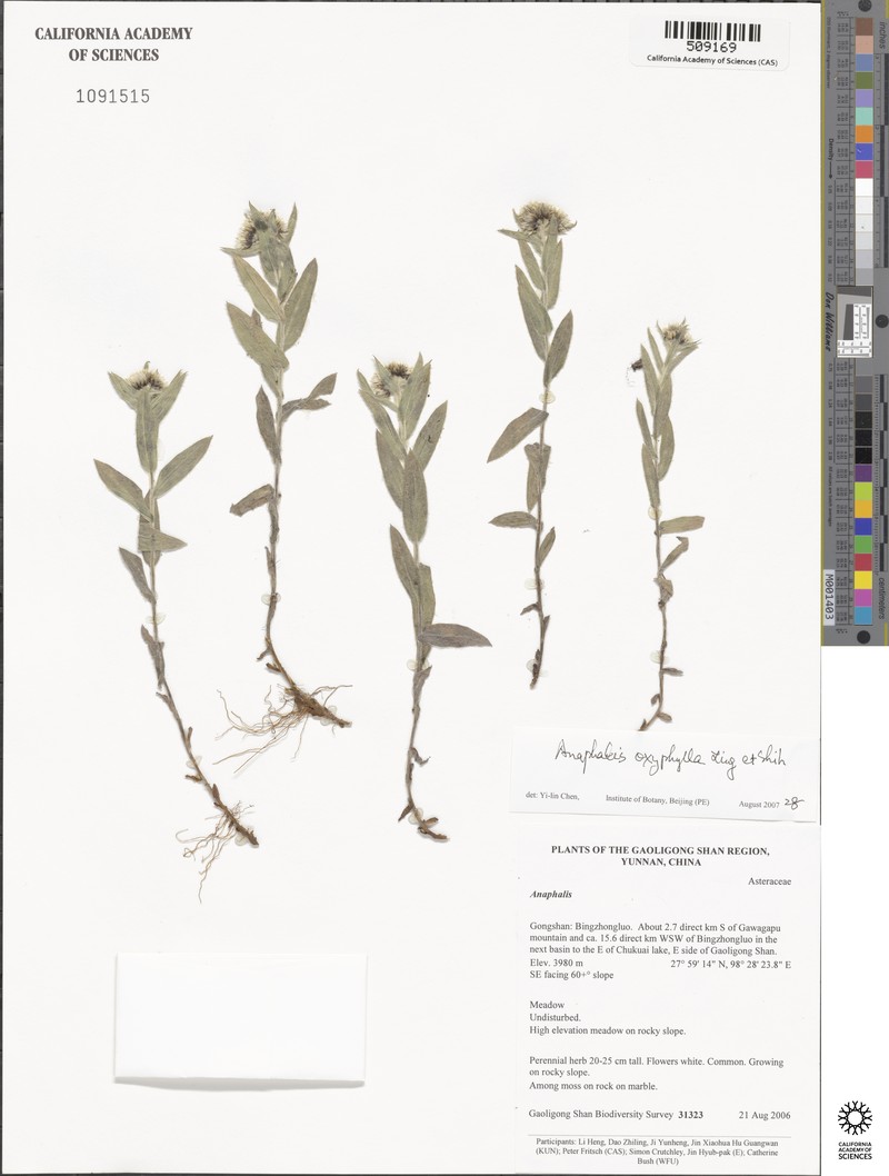 Anaphalis oxyphylla