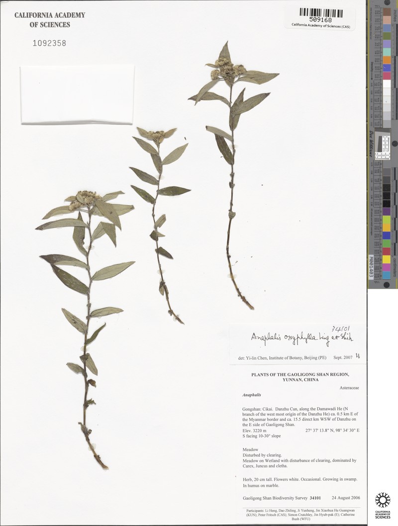 Anaphalis oxyphylla photo 2