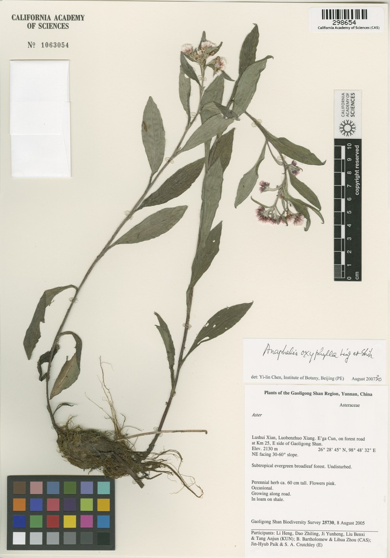 Anaphalis oxyphylla photo 3